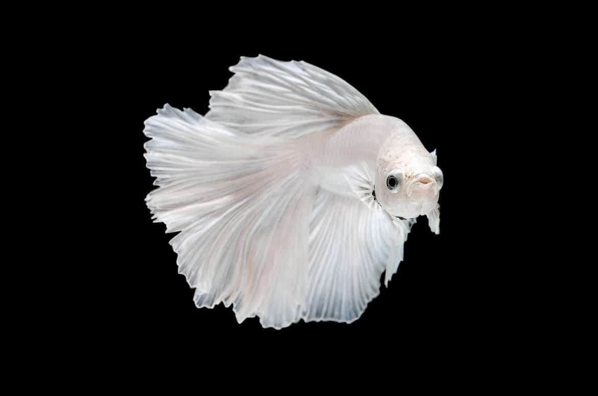 Close up of white betta fish isolated on black background