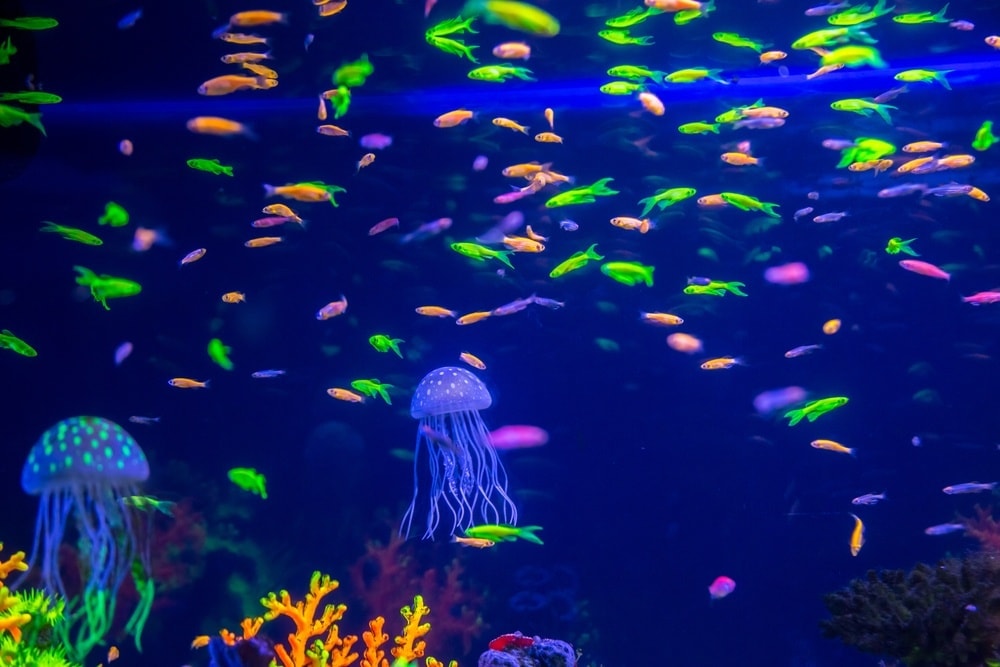 Neon fish sales