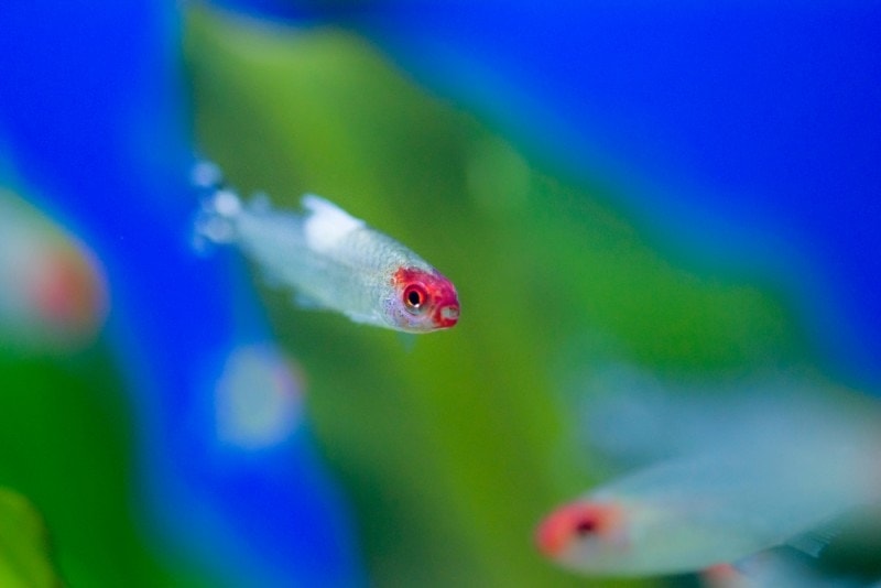 neon tetra disease rummy nose tetra