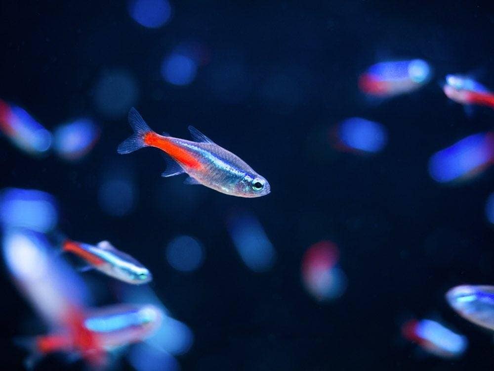 Tropical fish named "Neon Tetra"