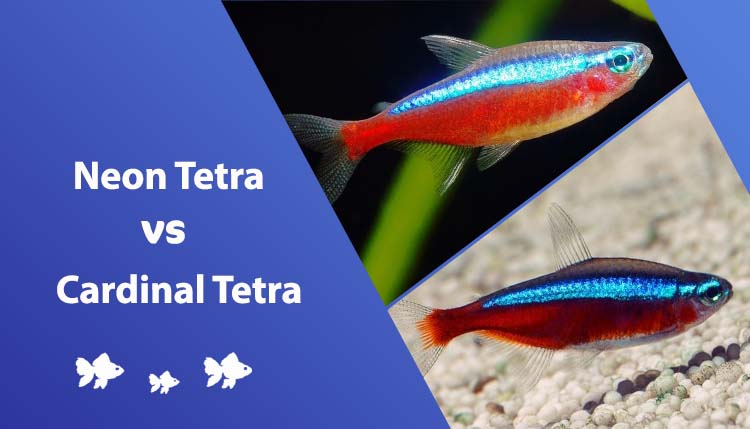 neon vs cardinal tetra