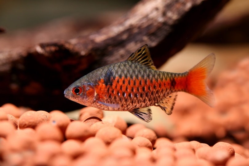 odessa barb in aquarium