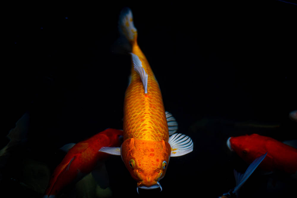 Ogon koi trong nước