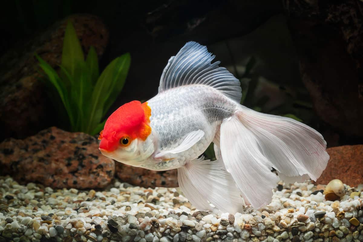 oranda goldfish in a dark aquarium with a gravel lined bottom