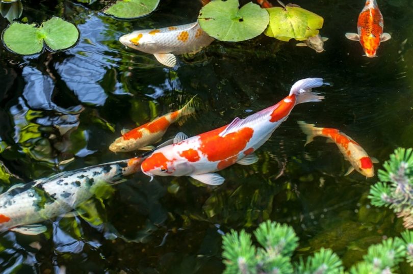 orange and white koi fish in a pond