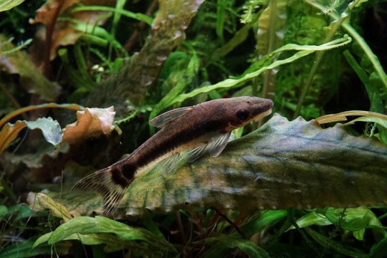 Can Otocinclus Catfish and Betta Fish Live Together? (Vet Answer) Hepper
