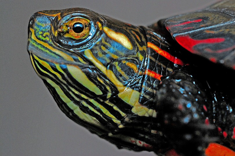 painted turtle close up