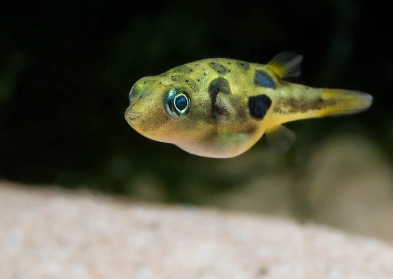 pea pufferfish