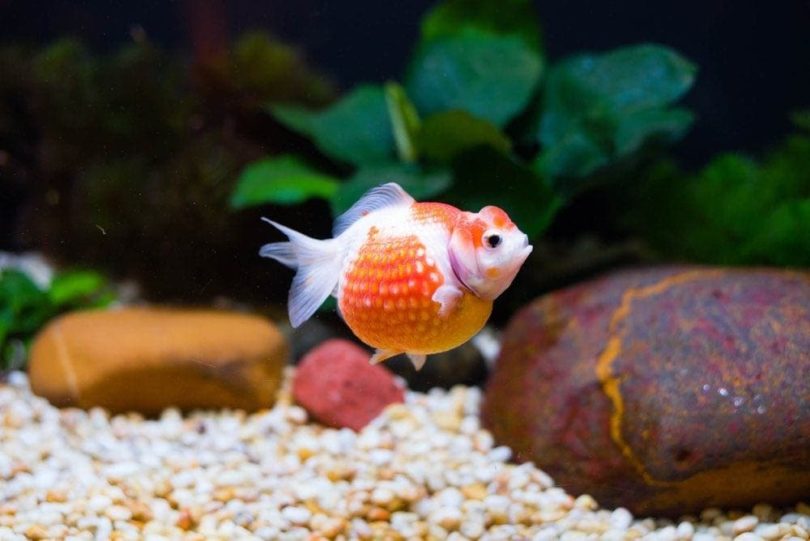 Pearl goldfish sales