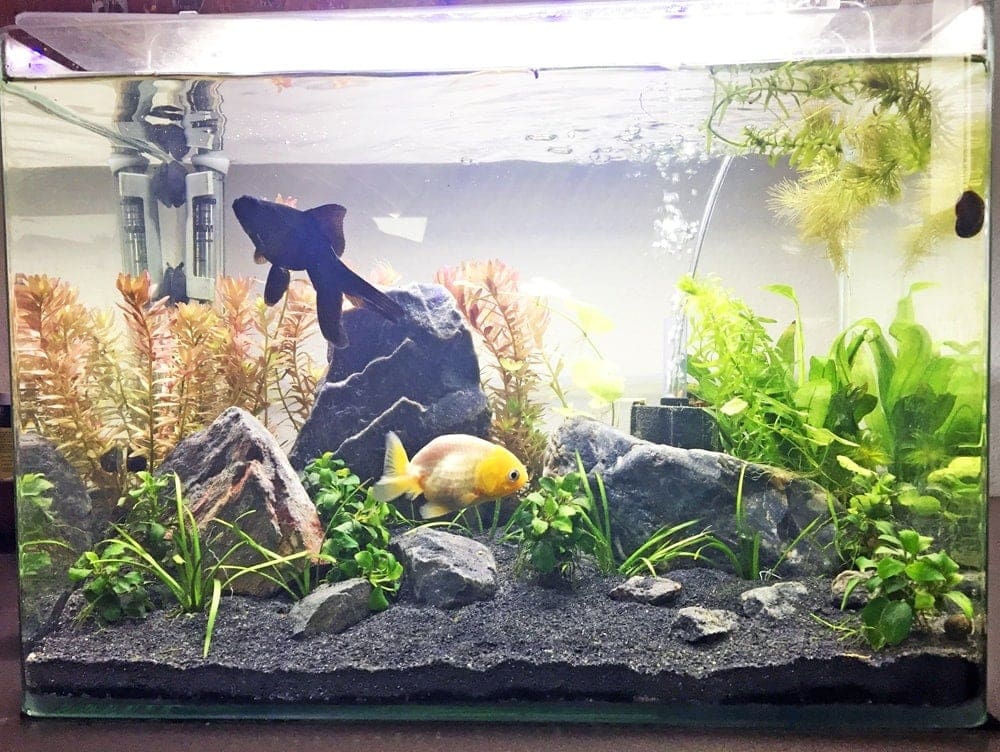 5 Tips and Tricks for Upgrading Your 10-Gallon Fish Tank