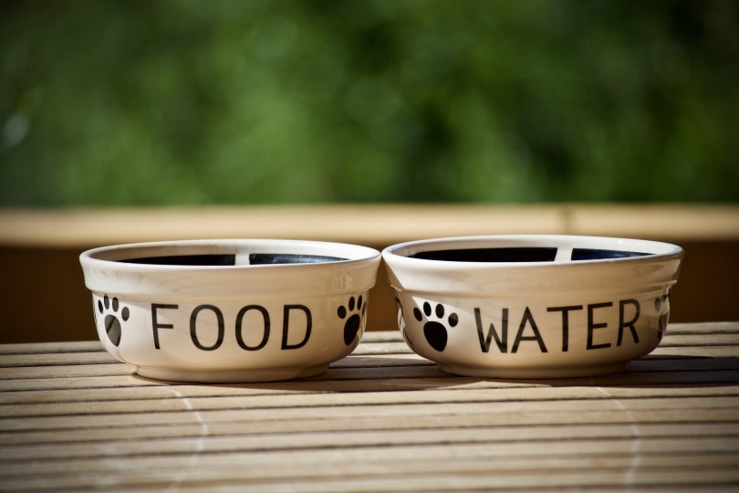 pet food and water bowl
