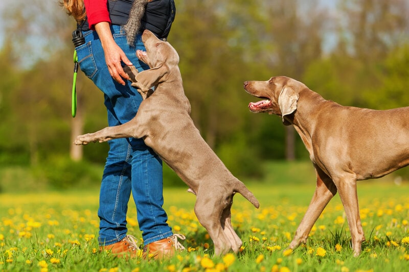 Picture,Of,A,Woman,Playing,With,A,Weimaraner,Adult,And puppy