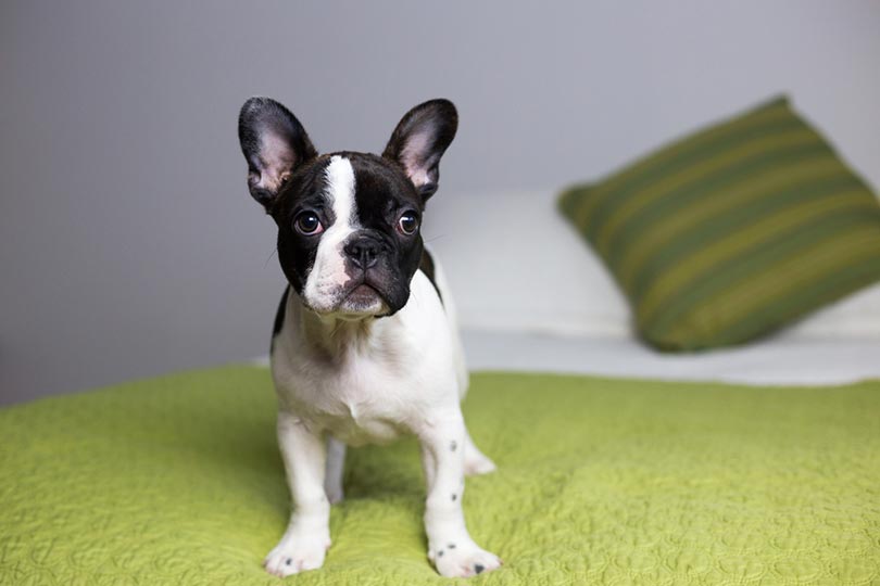pied French Bulldog puppy standing on bed