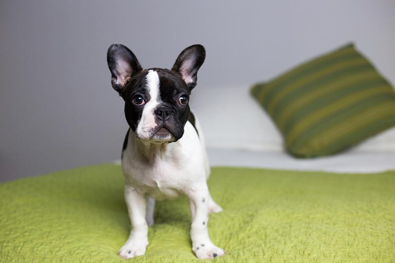Black and white pied shop french bulldog
