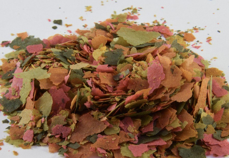 Fish Flakes Vs Pellets 2 Fish Flakes Vs Pellets