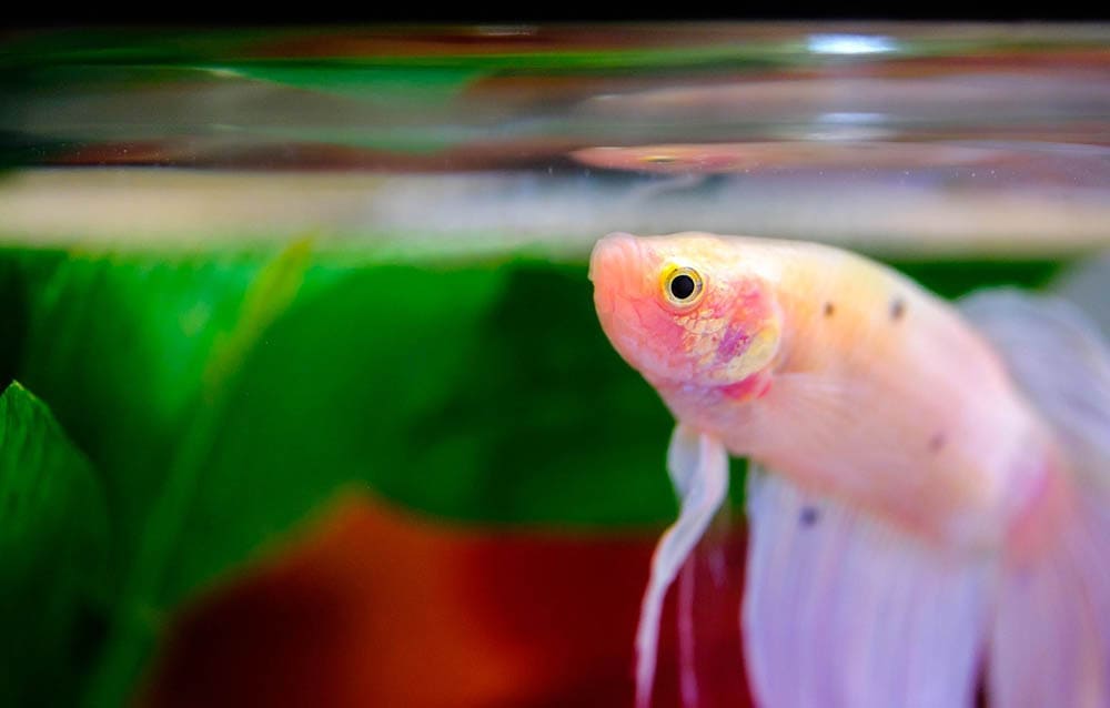 cá betta hồng bên trong bể cá