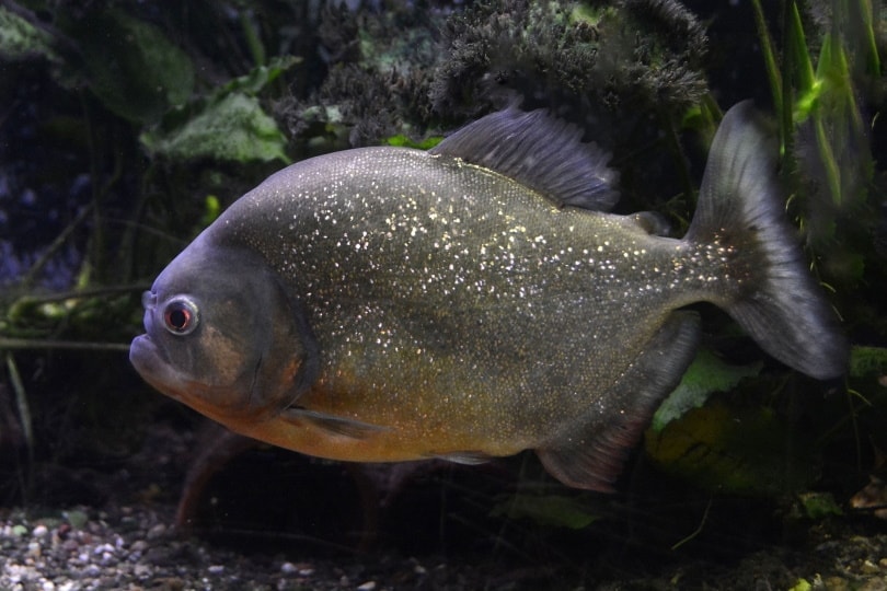 Aggressive freshwater best sale fish for sale