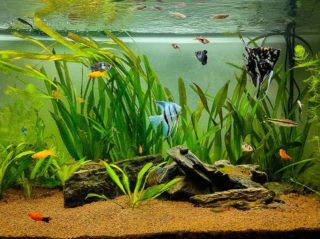 platy and other fishes in the tank