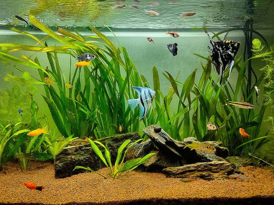platy and other fishes in the tank