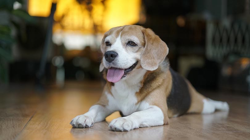 pocket beagle dog lying on the floor