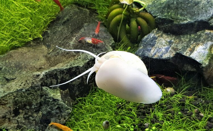 pomacea diffusa : ốc bươu xanh