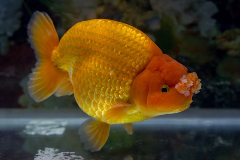 pompom goldfish
