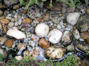 Rocks for Freshwater Aquariums