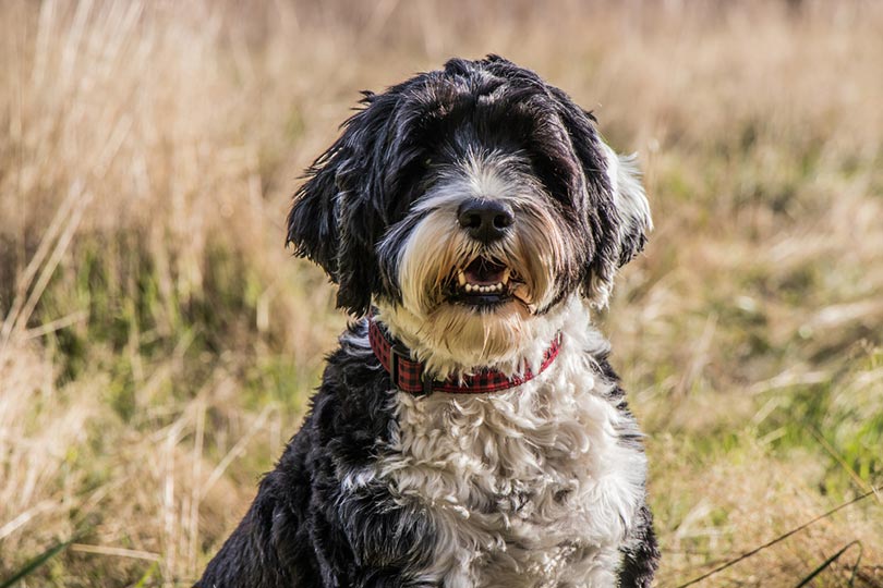 portrait of a white and black Portuguese Water Dog wearing a collar