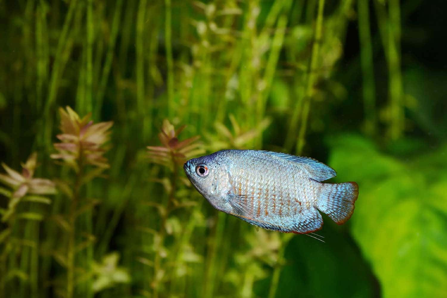 bột bầu bí lùn xanh