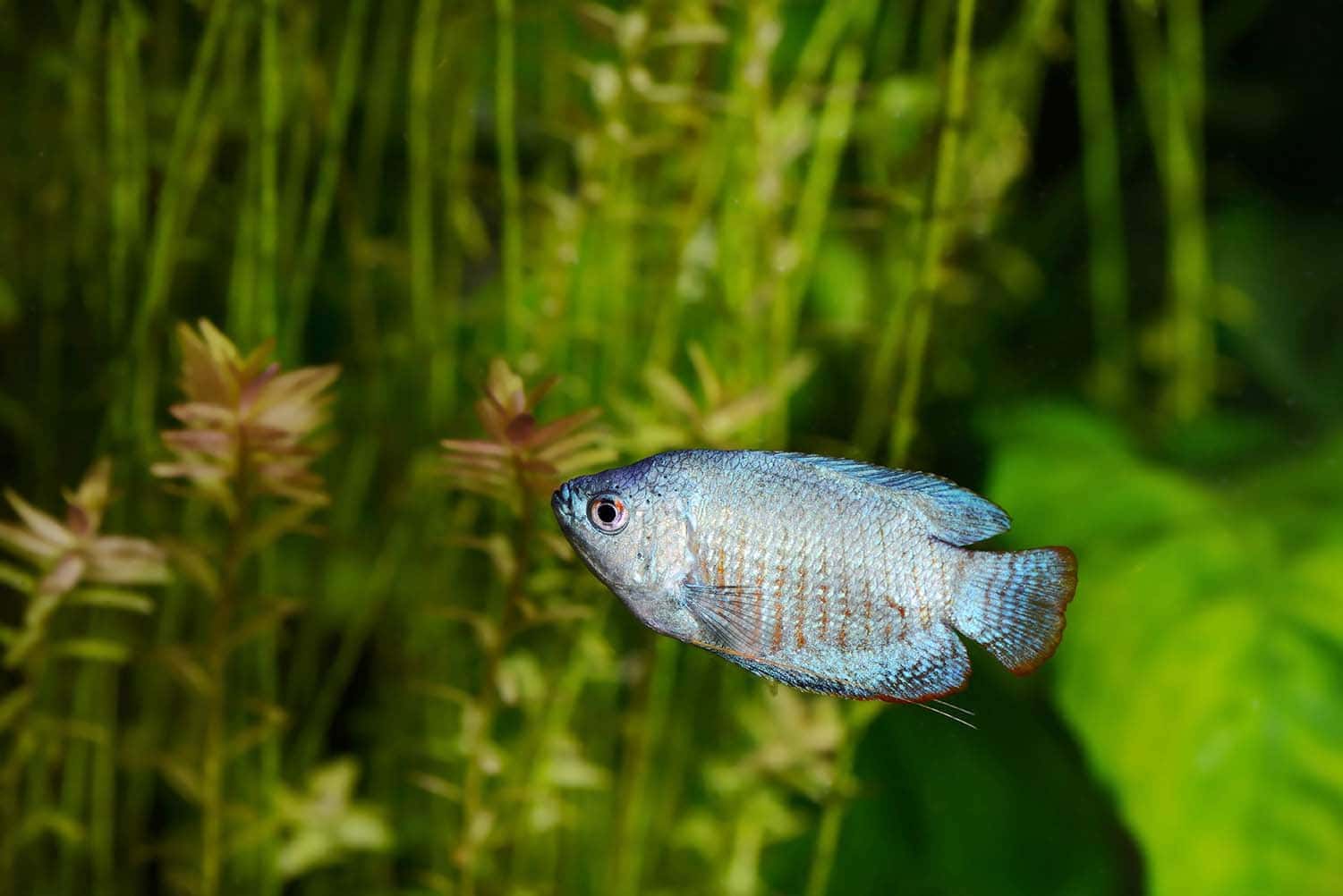 powder blue dwarf gourami