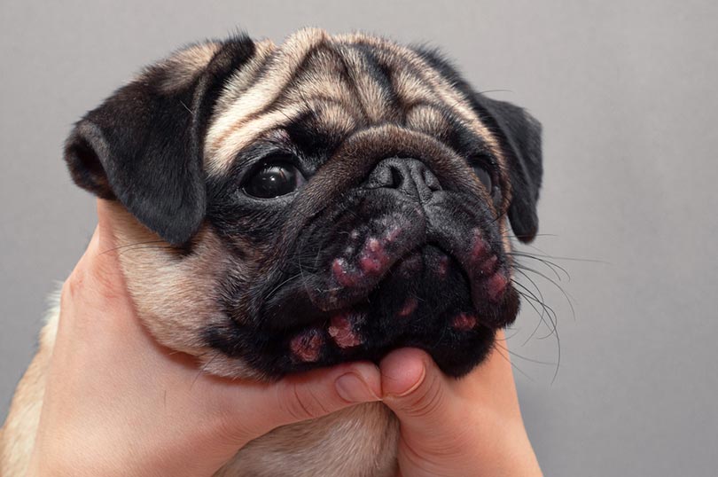 pug dog with allergy bumps
