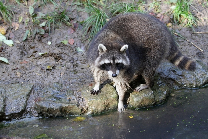 raccoon in the pond