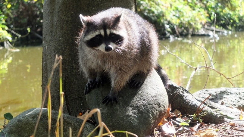 raccoon near pond