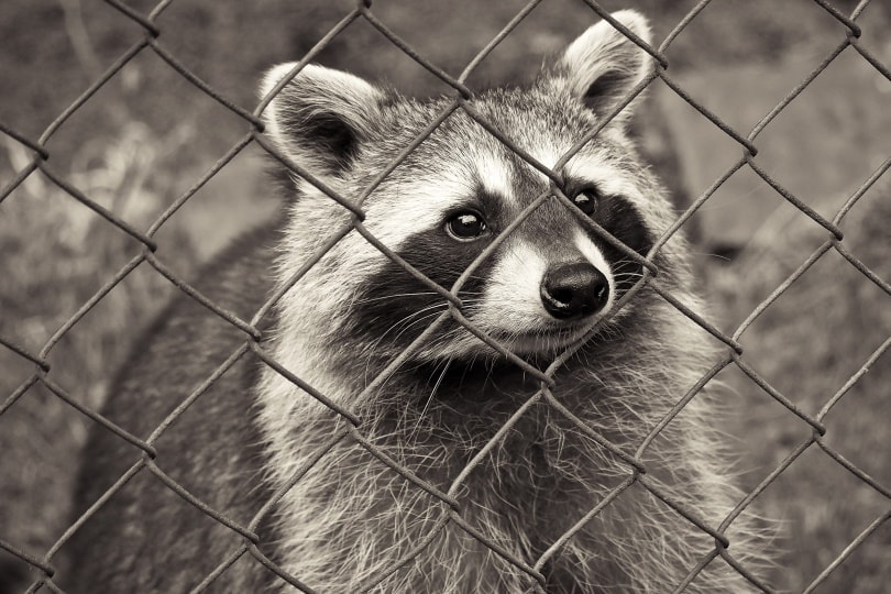 raccoon near wire fence