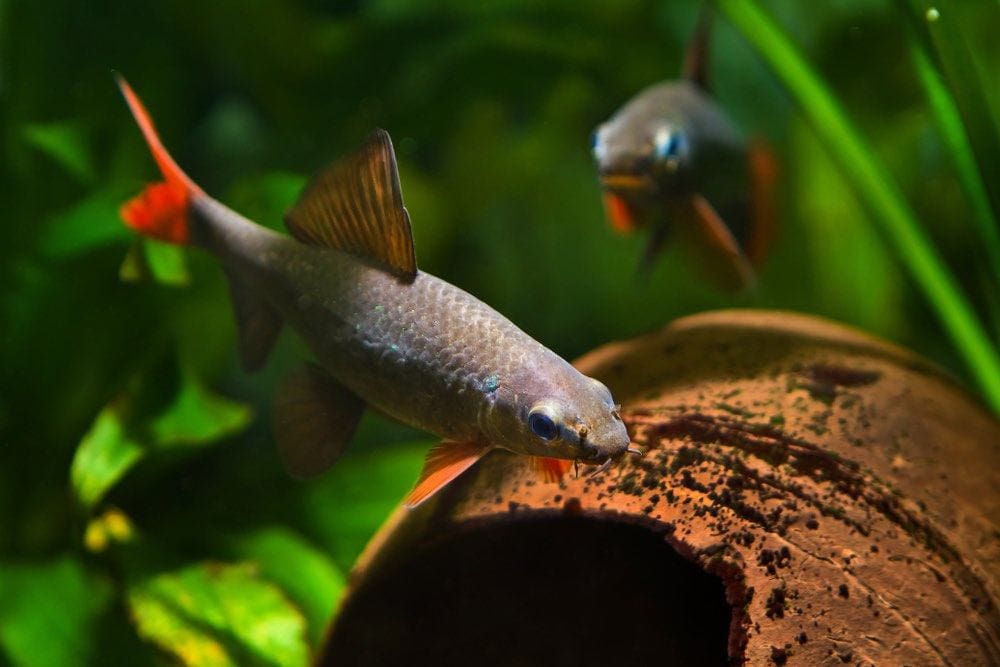 rainbow shark in aquarium