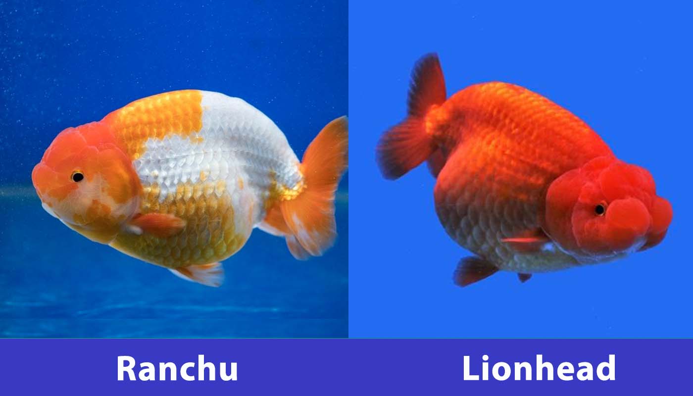 ranchu vs đầu sư tử