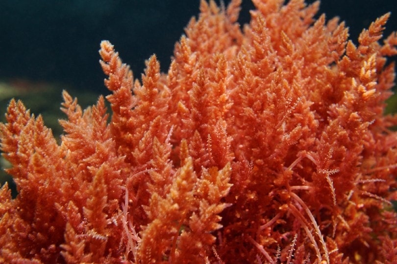 red algae