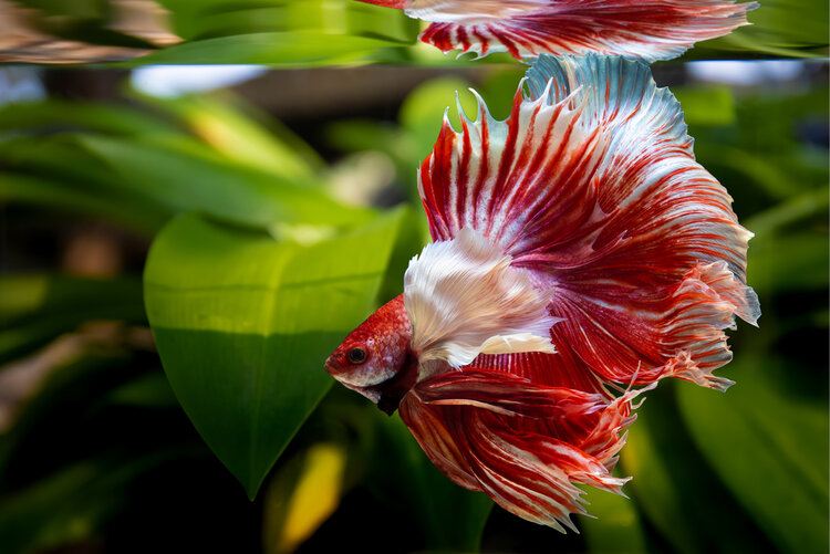 red betta fish