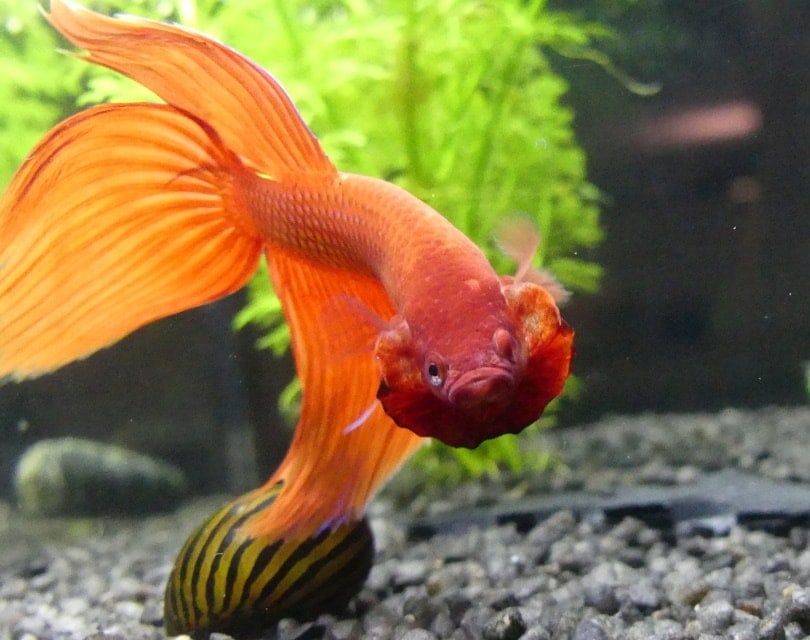 cá betta đỏ trong bể thủy sinh