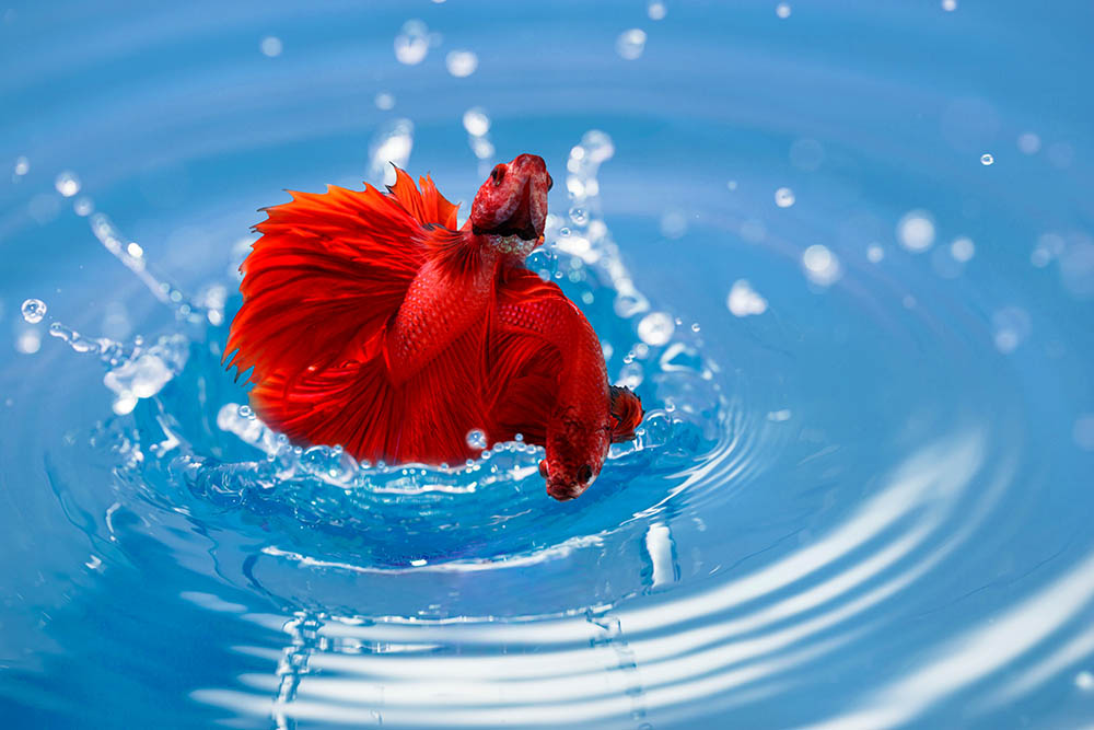 red betta fish jumping out of water