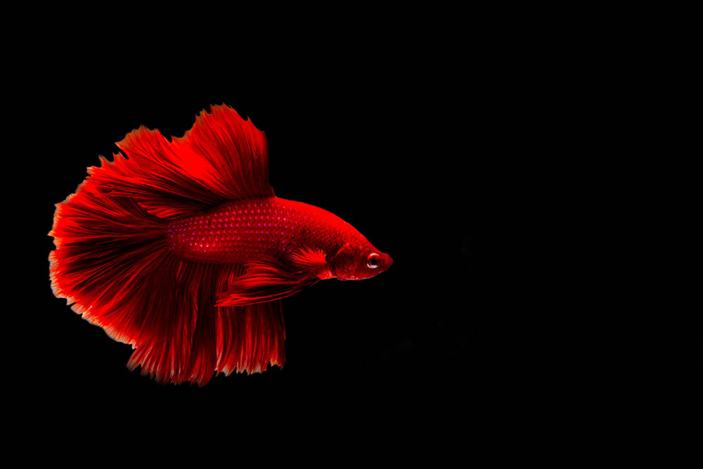 red betta fish on black background
