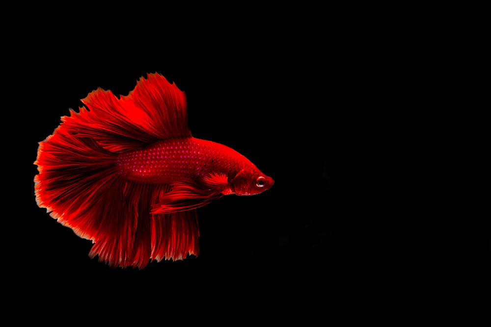 Red shop fighter fish