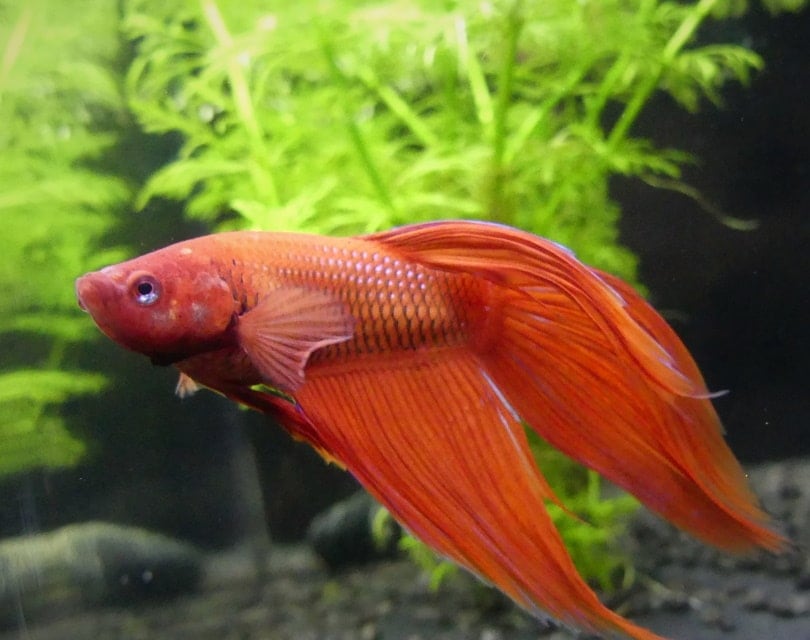 red betta in Aquarium