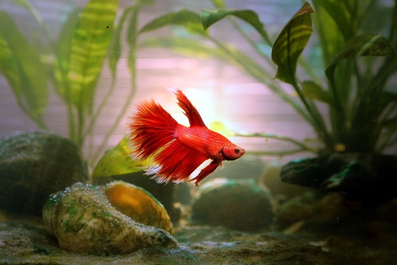 red betta in aquarium