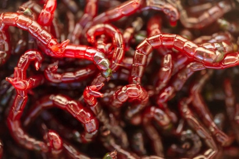 red bloodworms in a pile