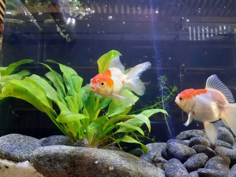 red cap oranda goldfish with amazon sword plant and rocks