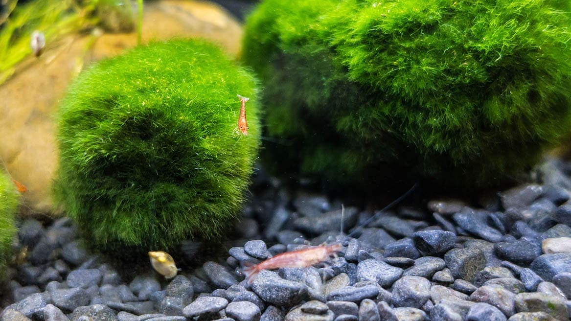 red cherry shrimp and moss balls