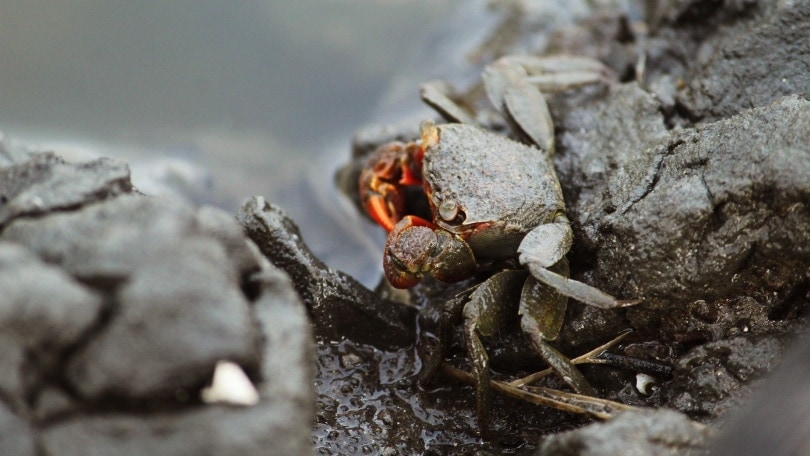 red claw crab on rocks