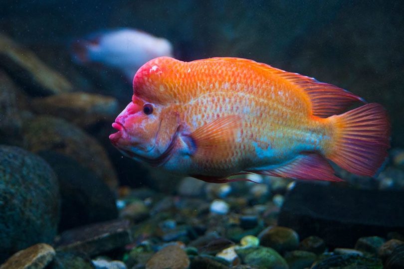 Red devil cichlid