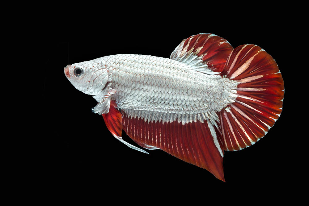 cá betta rồng đỏ
